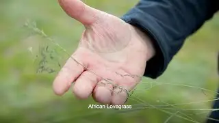 Control African lovegrass