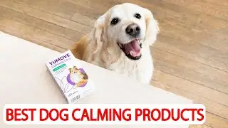 Top 10 Best Dog Calming Products to Bring Peace and Serenity to Your Furry Friend
