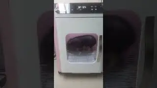 blow dry of pet  pig🐷 🐷 🐷