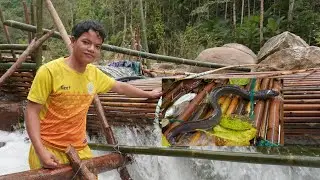 Bẫy cá cổ đại phần 2, dính cá chình!
