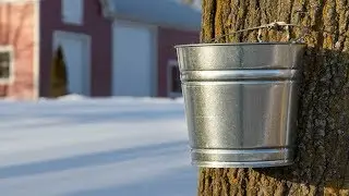 Maple Syrup - Thank You, Canada