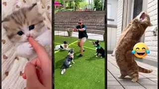 Cute Cats 🐈&zwj;⬛ New Funny Cats 2024 🙀 #CatsInc #1423