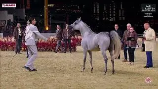 N 204 MOHARIB AL MOHANNA   KIAHF 2024   GCAT Doha Edition   Colts 3 Years Old   Section B Class 6B