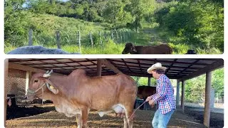 BAJANDO GANADO DEL CERRO (se están enflacando 🐄🙁🌳)#ranchero95