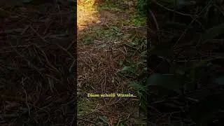 Mein #Garten ist v&ouml;llig zugewachsen und ich versuche ihn zu retten! 💪