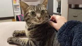 寒すぎて1日20時間寝てる猫娘
