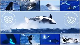 Bremer Bay Orca Season 2022