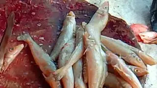 Small size white fish cutting / VPM Ramesh fish shop and expert cutting way food