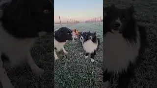 He Said the Number&hellip; and the Dogs KNEW 🧠🐕🔥