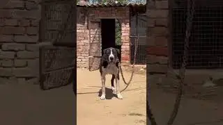 king pistol all time win Indian mastif bully kuta