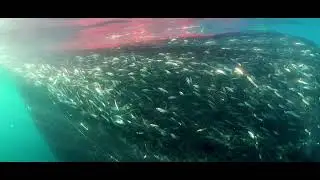 P&ecirc;che &agrave; la sardine Baie de Concarneau