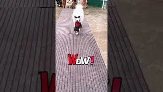 These Pups Owned the Catwalk Better Than Models #dogs #fashion #impressive