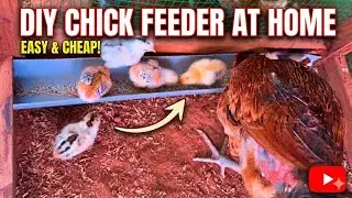 How to Make Simple Feeder for Naatu Kodi Chicks | PVC Pipe Hack