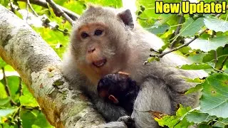 Duchess Monkey Acting Like Funny When Her BB Destiny Monkey Not Yet Able Playing With Her.