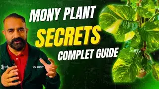 Money Plant Full Guide! Watch Complete Video for 10X Growth