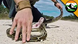 Python BITES and ATTACKS! हिन्दी डॉक्यूमेंट्री! चरम काटने! | Brave Wilderness Hindi