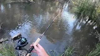 Murray cod lure fishing with a spinning reel set up