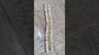 jathimalli flowers string