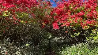日光霧降高原 つつじヶ丘 / Azalea Hill Nikko Japan.