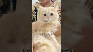 He&rsquo;s so relaxed when on my lap #elmocat #cat #cats #funny