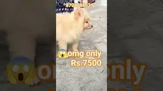 culture pom male sale in low price #petshub #toybreed #pets #petcareprovider #toydog
