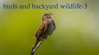 Backyard Bird Cam in WA - Steller&rsquo;s Jays, Chickadees & a Guest-Squirrel - Part #3 (streamed)