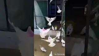 New bache te fancy bird kede bhar #short#pigen#pet#farm #punjab