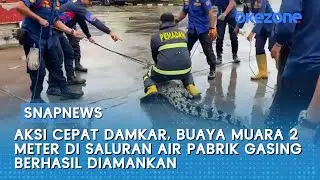 Aksi Cepat Damkar, Buaya Muara 2 Meter di Saluran Air Pabrik Gasing Berhasil Diamankan | Snapnews