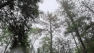 Rain and Thunder in the Forest | Rain Sounds in the Forest