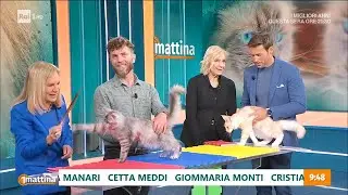 Gatti da adottare - Unomattina - 19/05/2023