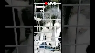M&aacute;s informaci&oacute;n en el primero comentario #graciasporelapoyo #perros #miradacanina #perro #pideayuda