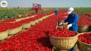 Billion Dollar Chili Farm Discover How Chinese Farmers Grow and Harvest Chili