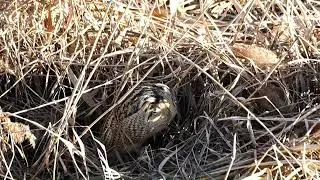 숨은 알락해오라기 찾기  Great bittern ( Look for me )