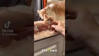 Lovely Kittens Playing | Kittens