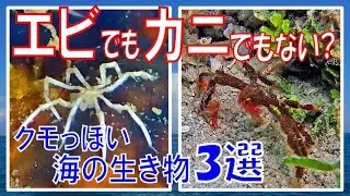 エビでもカニでもない甲殻類？ 蜘蛛にしか見えない海の生き物３選海の中に蜘蛛がいた！？　どれが本物のクモ？　#ウミグモ #クモガニ #異尾類 #セブ