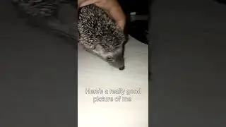 This is Milo the #hedgehog 🤎🦔....   #hedgehogexploring  #hedgehogsleeping  #northafricanhedgehog