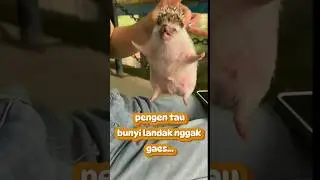 suara landak#landakmini #viralshort