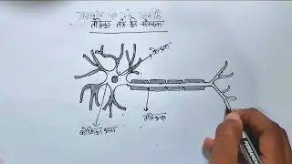 न्यूरॉन structure 