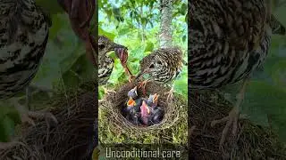 Mother Sparrow Feeding Her Chicks | Baby Birds in the Nest | The Focus | @thefocusgoal  #epicfails