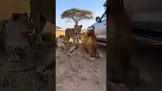 will the Lions accept him?🦁A lion costume in the Africa savanna #shorts