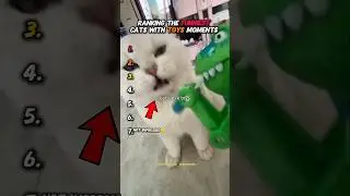 Ranking The Funniest CATS With TOYS Moments 😺 🪀