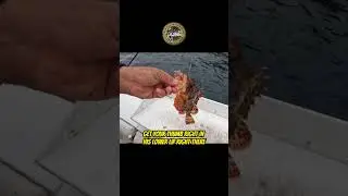 How to Handle Sculpin Fish & what NOT to do! #sculpin #sculpins #sculpinfish #sculpinfishing