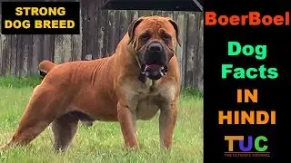 Boerboel Dog Facts In HINDI : Popular Dogs : TUC : The Ultimate Channel