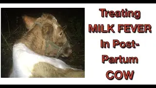 Treating Milk Fever in Dairy Cow at HOME!