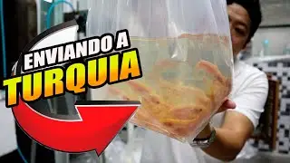 &iquest;Como Enviamos PECES a otro Pa&iacute;s?