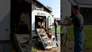 🐄 Final Consolidated Package: Family Cow &rarr; Automated Machine &rarr; Sheep Dairy & Meat Products
