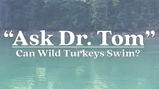 Ask Dr. Tom : Can Turkeys Swim?