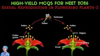 High-Yield MCQs for NEET 2026 | Sexual Reproduction in Flowering Plants-2 | by Shiksha House