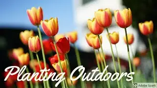 Planting Outdoors    #urban garden #malayali garden #planting outside #replanting seedlings #canada