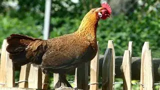 Mei - natuur 2021.